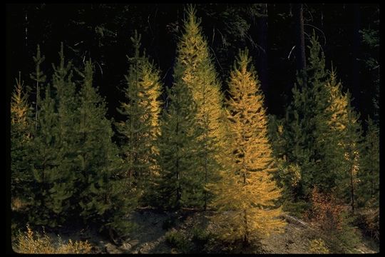 Image of western larch