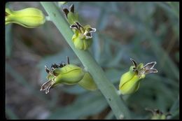 Image of thickstem wild cabbage