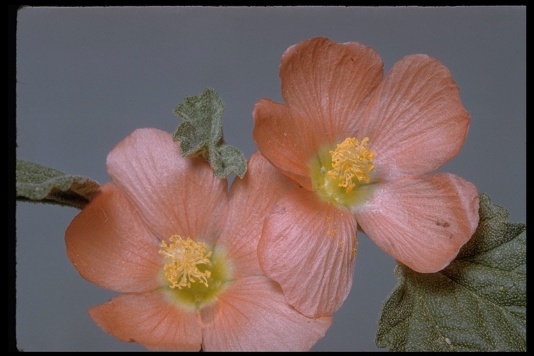 Image of globemallow