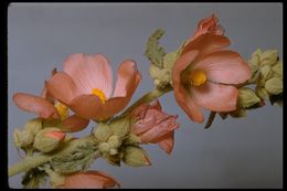 Image of desert globemallow