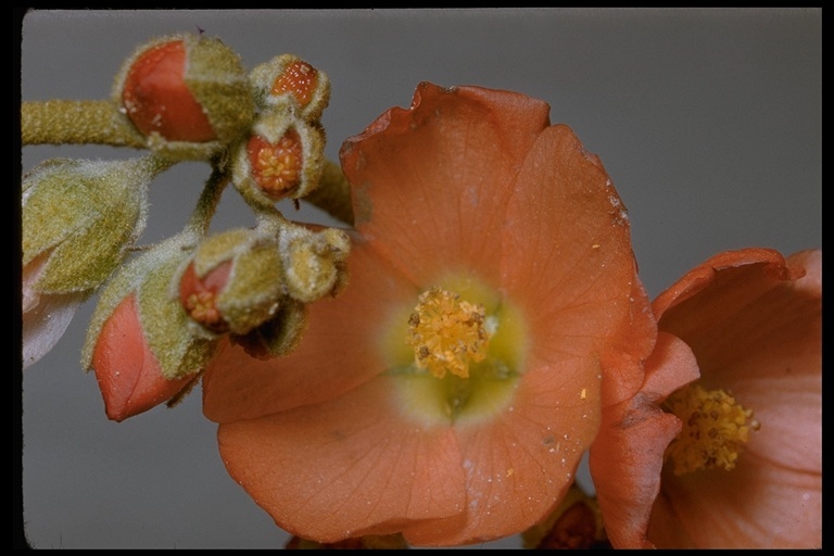 Image of desert globemallow