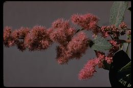 Image of Douglas spirea