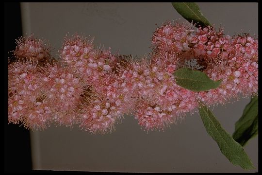 Image of Douglas spirea