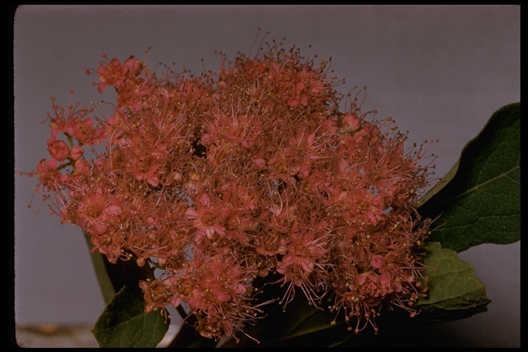 صورة Spiraea splendens Baumann ex K. Koch