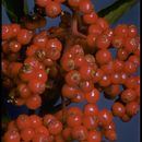 Image of <i>Sorbus scopulina</i> var. <i>cascadensis</i>