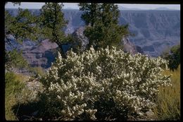 Image of roundleaf buffaloberry