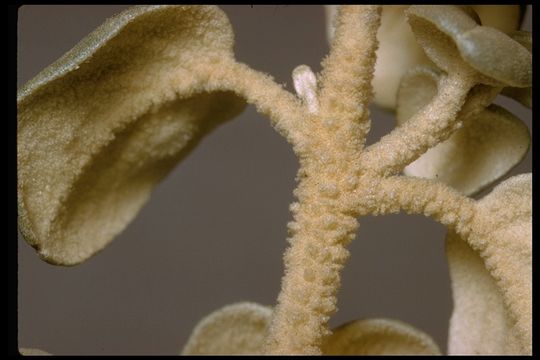 Image of roundleaf buffaloberry