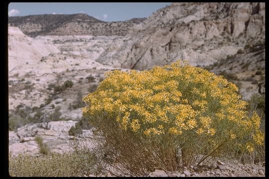 Слика од Senecio spartioides Torr. & A. Gray