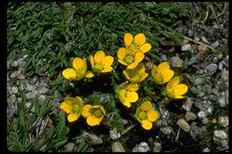 Plancia ëd Saxifraga chrysantha A. Gray