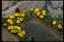 Image of Golden Saxifrage