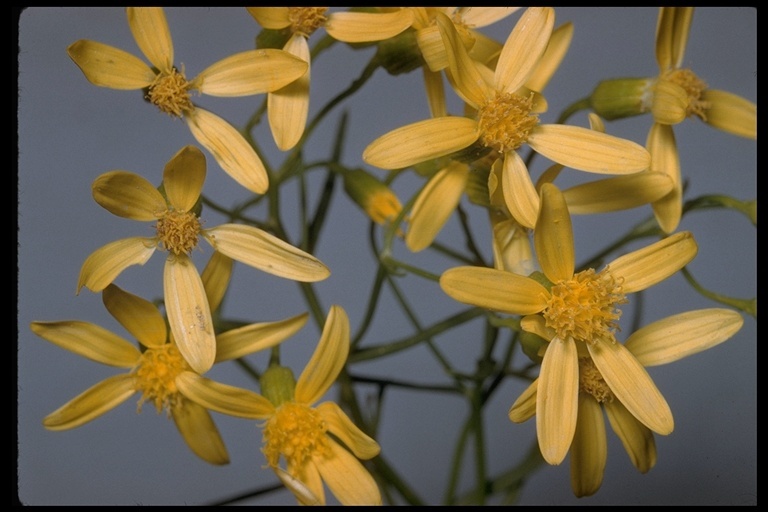 Image of broom-like ragwort