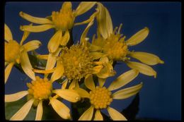 Imagem de Senecio triangularis Hook.