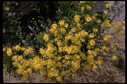 Image of Lemmon's ragwort