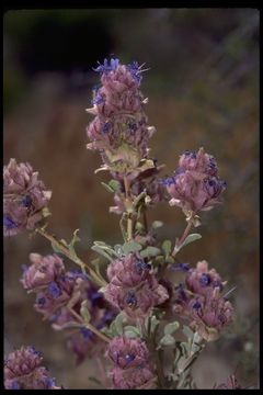 Plancia ëd Salvia dorrii (Kellogg) Abrams