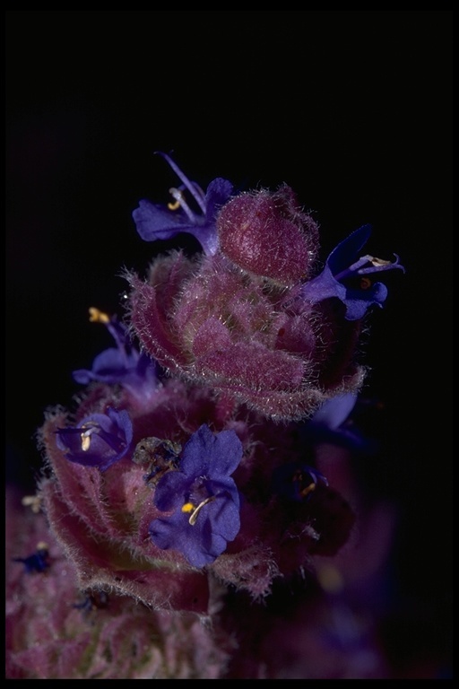 Image of purple sage