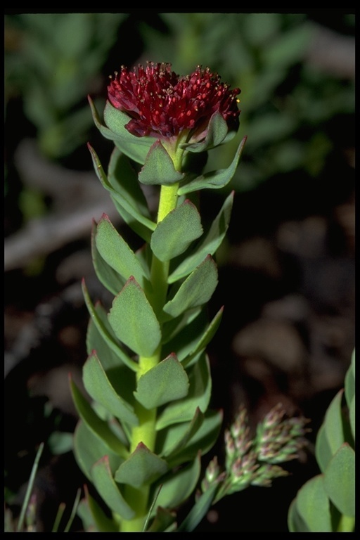 Image of ledge stonecrop