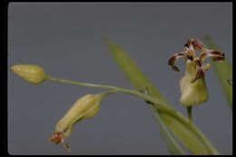 Слика од Streptanthus carinatus subsp. arizonicus (S. Watson) Kruckeb., Rodman & Worth.