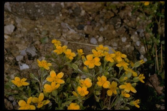 Image of yellowray Fremont's-gold