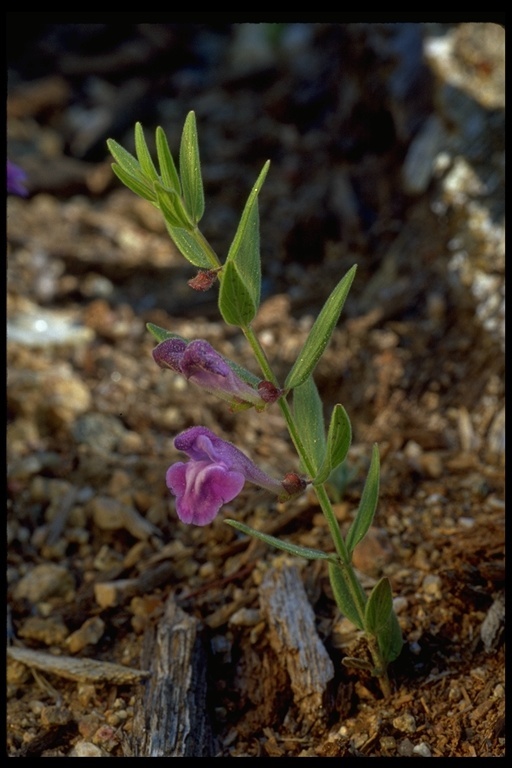 Sivun Scutellaria brittonii Porter kuva