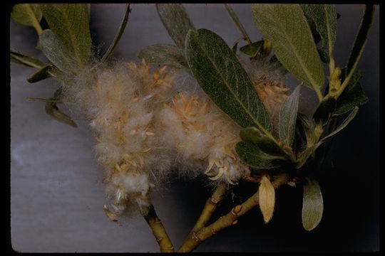 Image of mountain willow