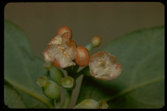 Image of common snowberry