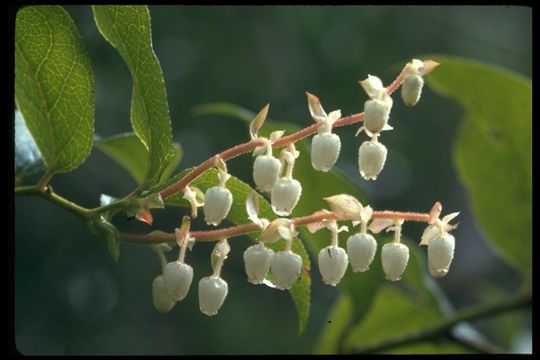 Слика од Gaultheria shallon Pursh