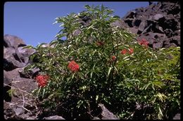 Image of Red-berried Elder