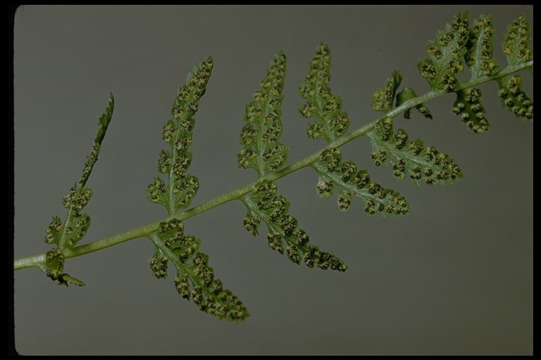 Image of brittle bladder fern