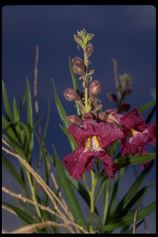 Image of desert willow