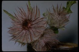 Image of edible thistle