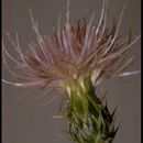 Plancia ëd Cirsium wheeleri (A. Gray) Petr.