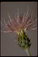 Image of Wheeler's thistle