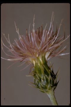 Image of Wheeler's thistle