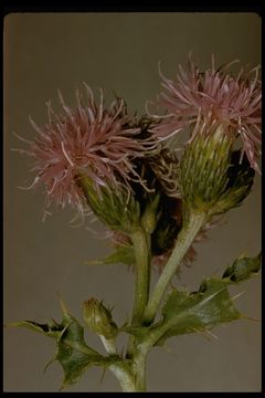 Image of <i>Cirsium <i>arvense</i></i> var. arvense