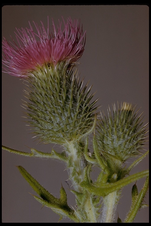 Image of Spear Thistle