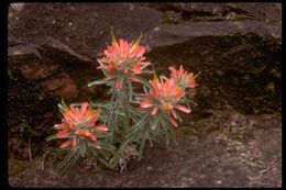 Image de Castilleja coccinea (L.) Spreng.