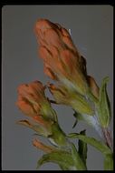 Image of cobwebby Indian paintbrush