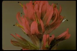 Image of Henry Indian paintbrush