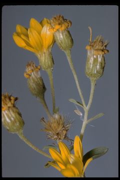 Image of cliff false goldenaster