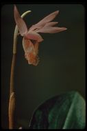 Image of Calypso orchid