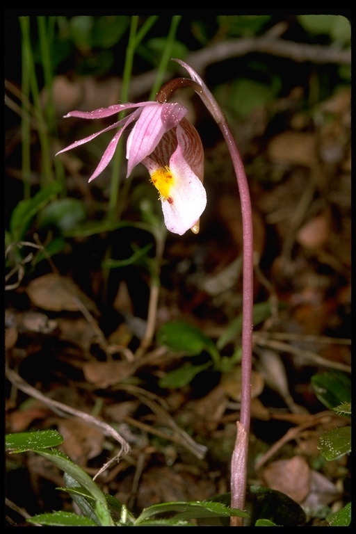 Image of Calypso orchid