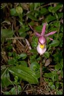 Image of Calypso orchid