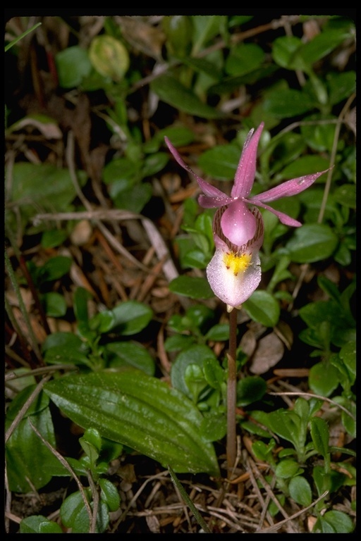 Image of Calypso orchid