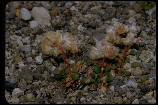 Image of Mt. Hood pussypaws