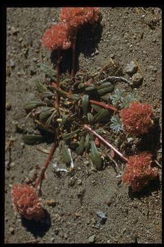 Image of Mt. Hood pussypaws