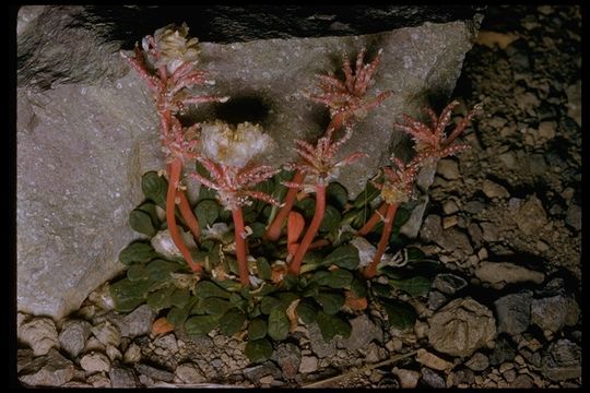 Image of Mt. Hood pussypaws