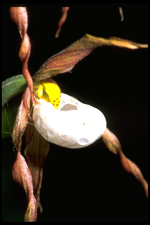 Imagem de Cypripedium montanum Douglas ex Lindl.