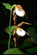 Imagem de Cypripedium montanum Douglas ex Lindl.