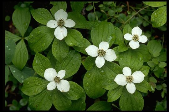 Image of bunchberry dogwood