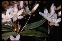 Image of lanceleaf springbeauty